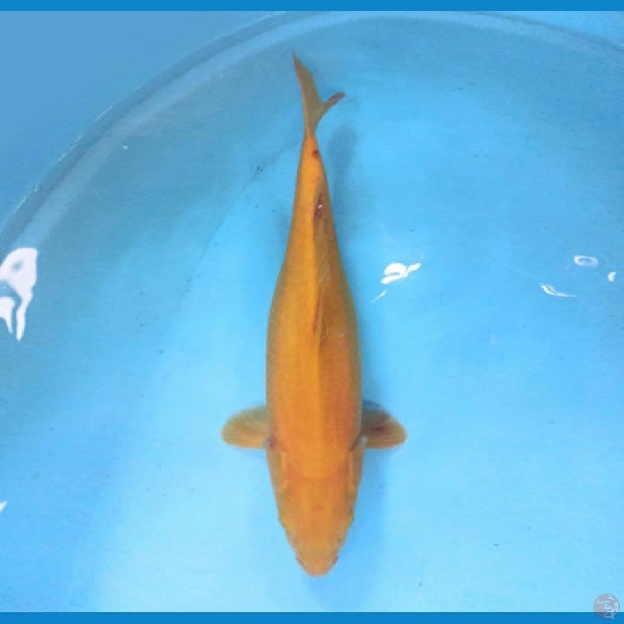 Karashi Jumbo 42 cm