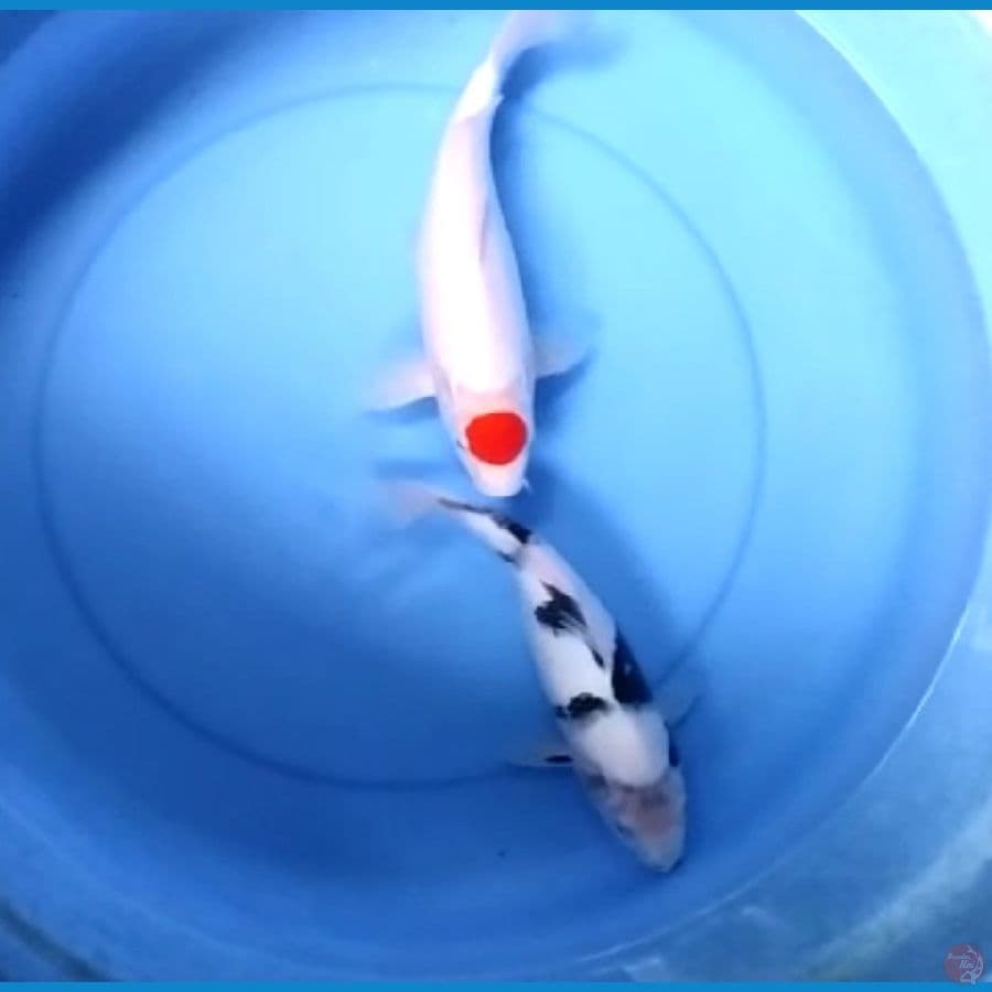 TANCHO & SHIRO 28 CM