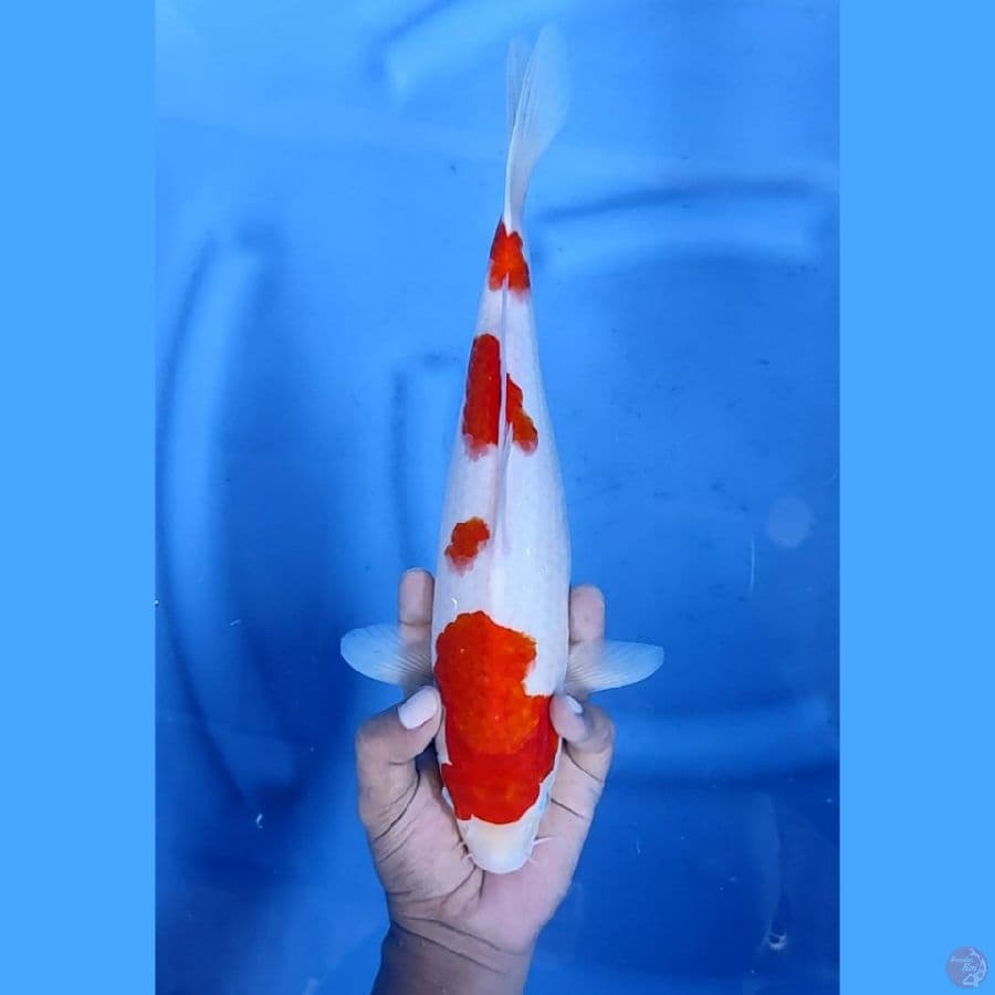 34CM # KOHAKU 4 STEPS - F