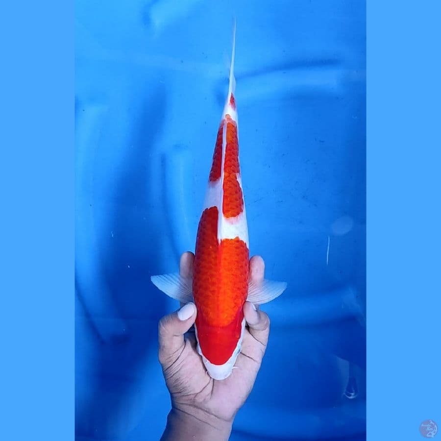 34CM # KOHAKU STRONG - M