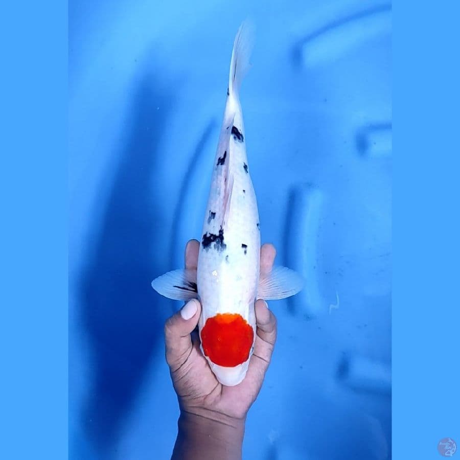 34CM # TANCHO SANKE - F