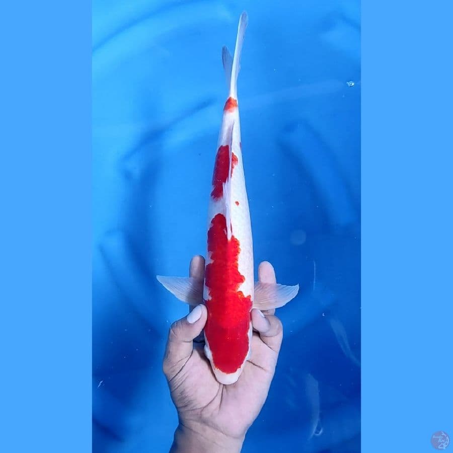35CM # KOHAKU - M