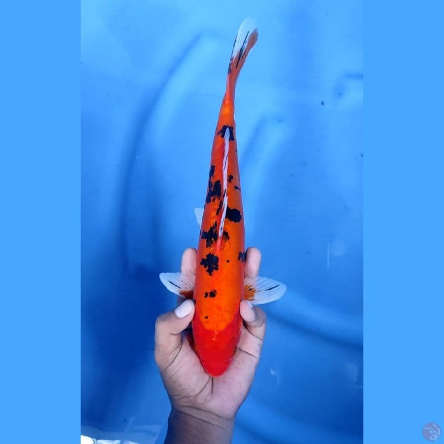 32CM # DOITSU AKA SANKE - M