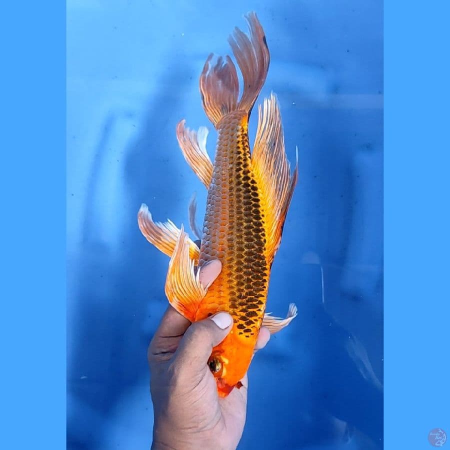 34CM # KUMPAY KIN MATSUBA - M