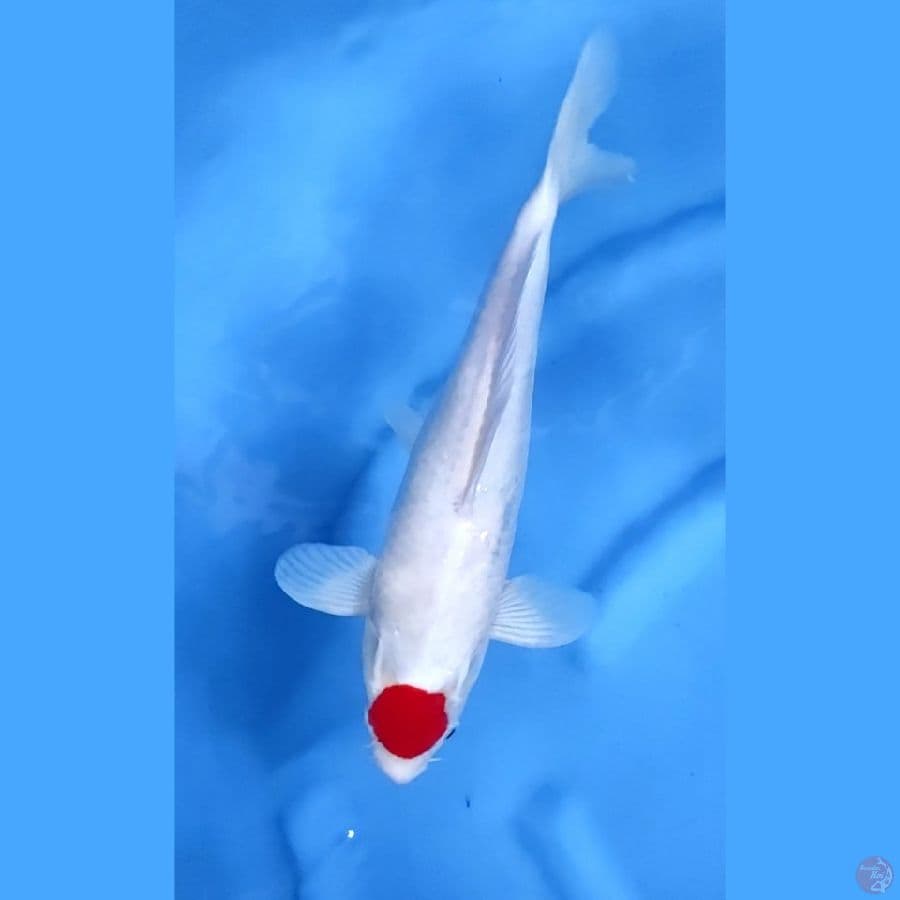 31CM # TANCHO KOHAKU - M