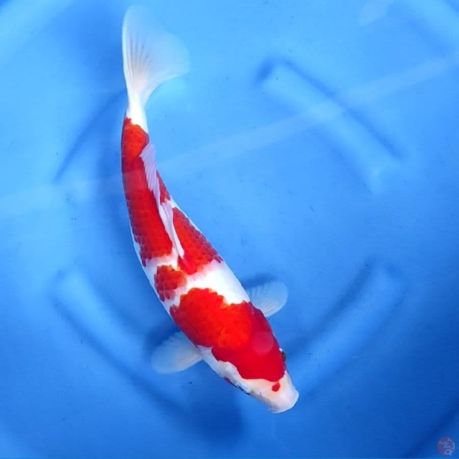 37CM # KOHAKU STRONG - F