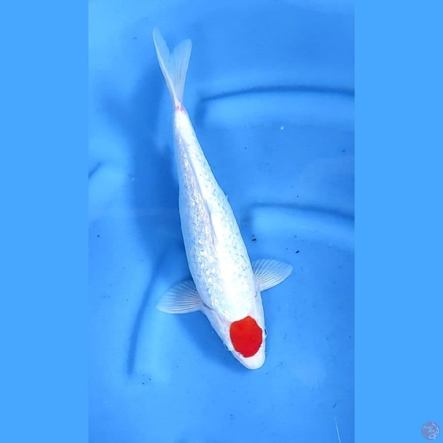 38CM # KINGINRIN TACHO KOHAKU - F