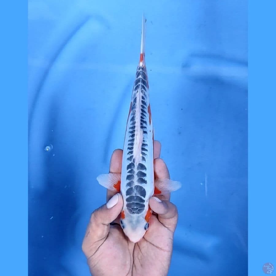 24CM # SHUSUI CAKEP - M