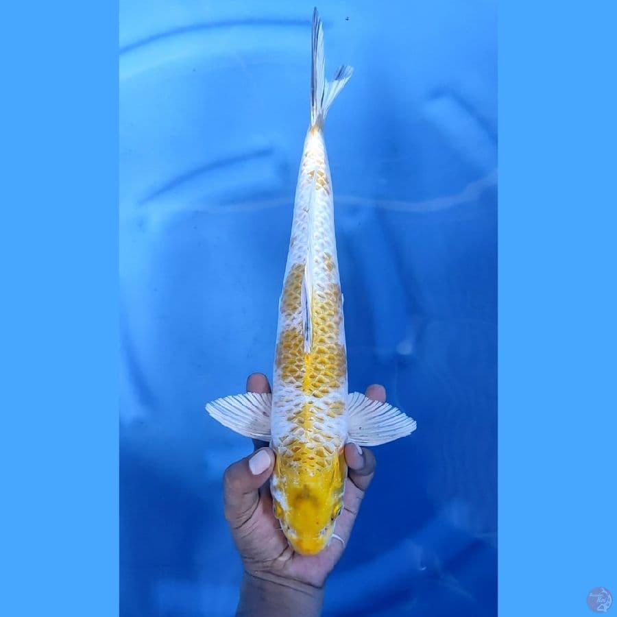 38CM # KIN KI SHOWA - M