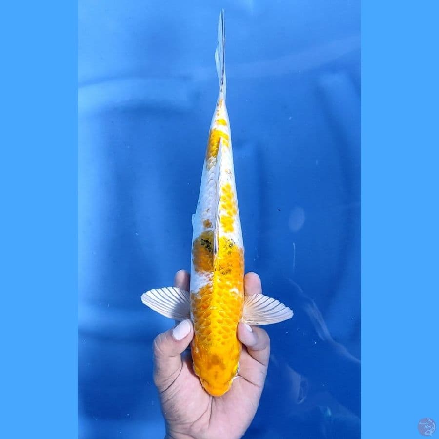 32CM # KIN KI SHOWA - F