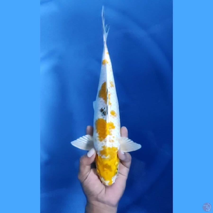 34CM # KIN KI SHOWA - M
