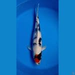 TANCO SHOWA JUMBO BODY GEMOY 46CM JANTAN 