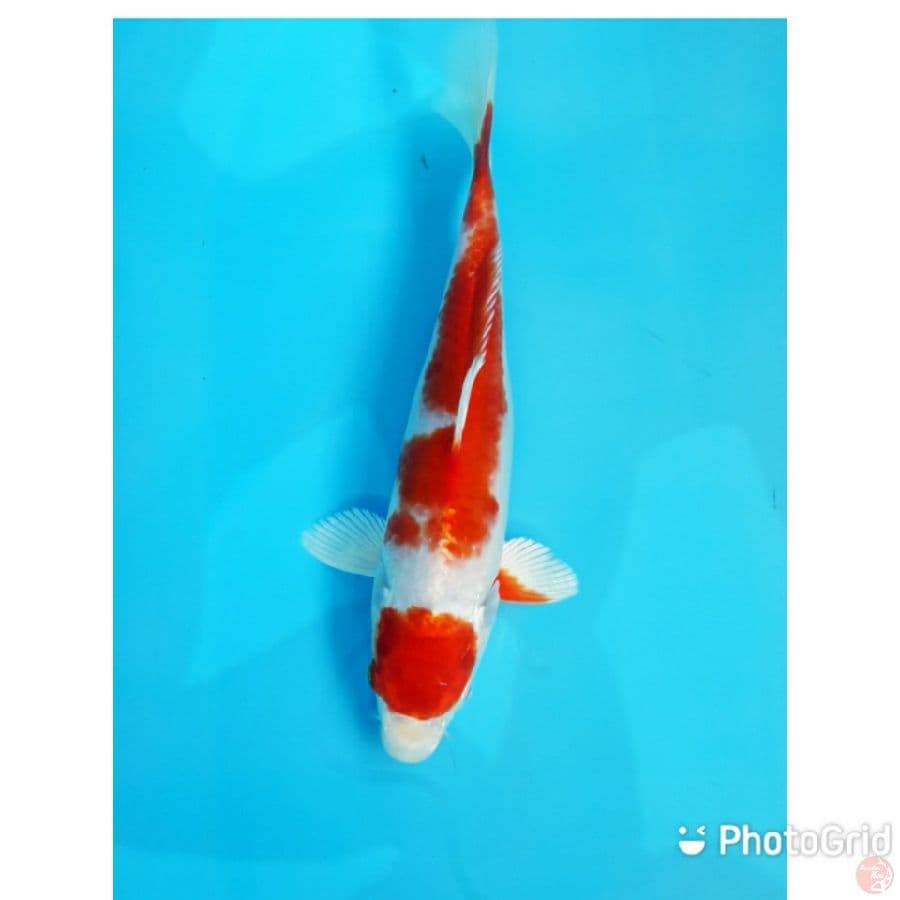 kohaku hikari 