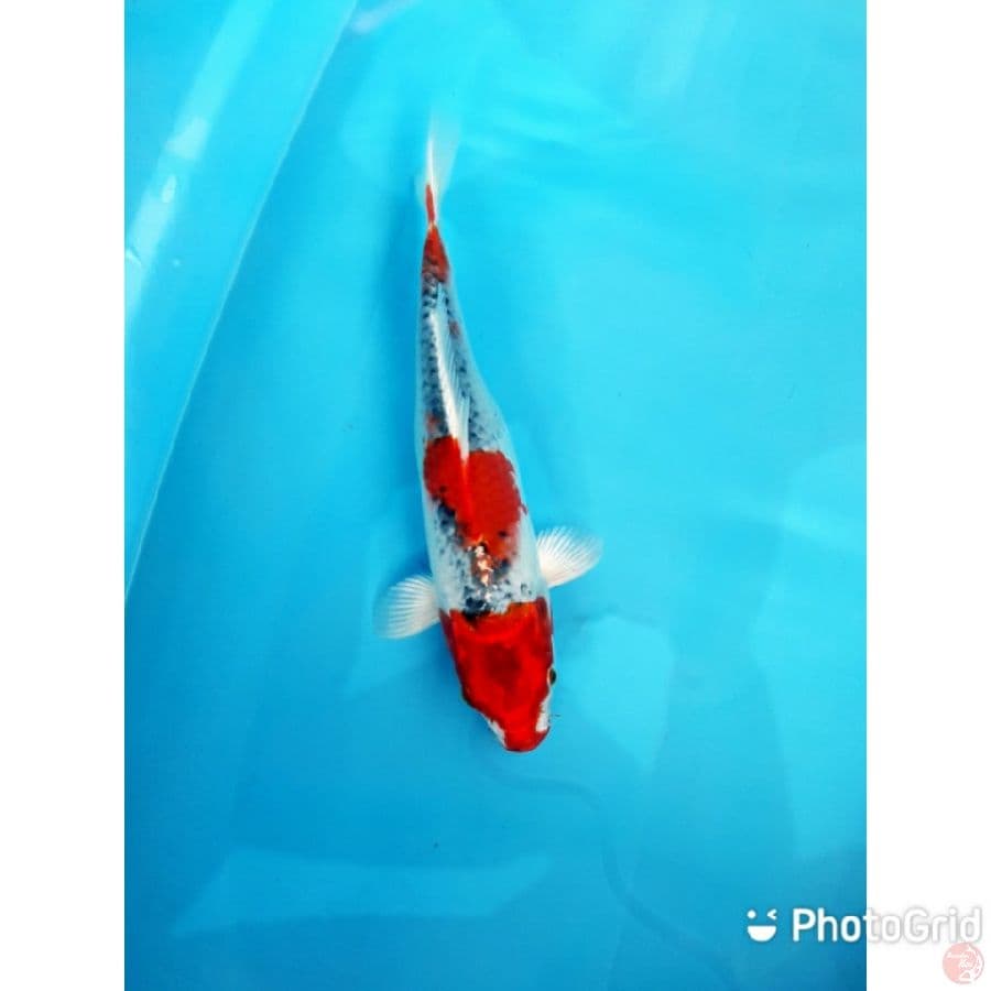 gosiki 29cm