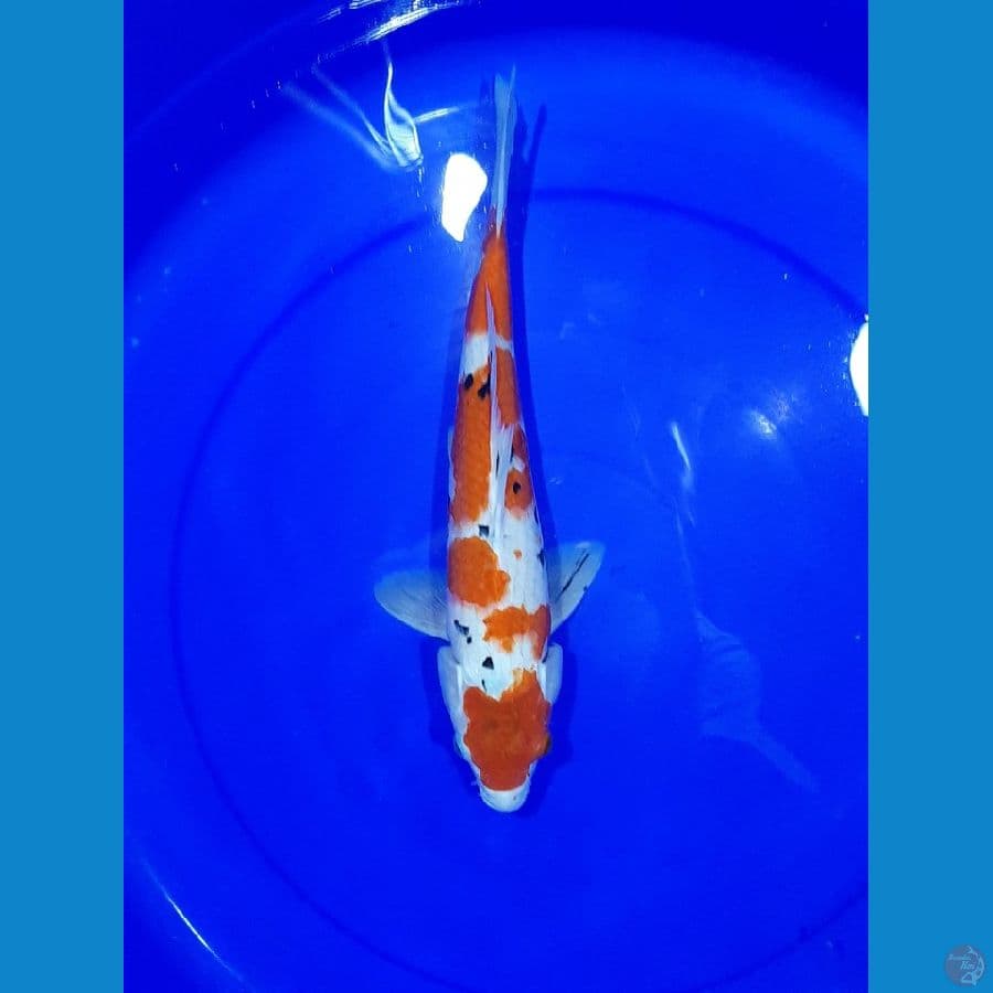 Maruten Sanke 34CM