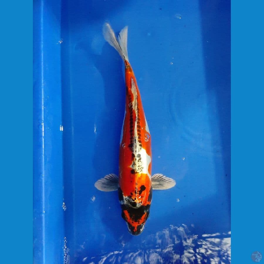 BeniKiko 35CM