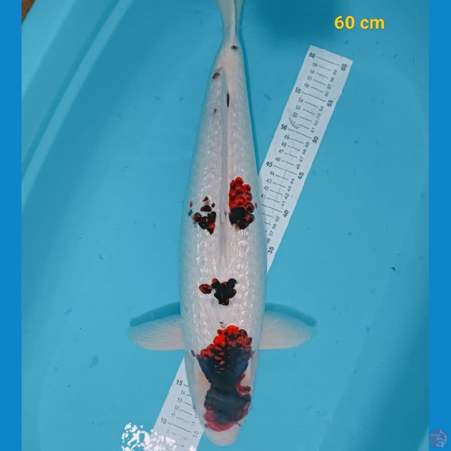 Koromo ginrin 60 cm