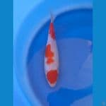 Kohaku halus