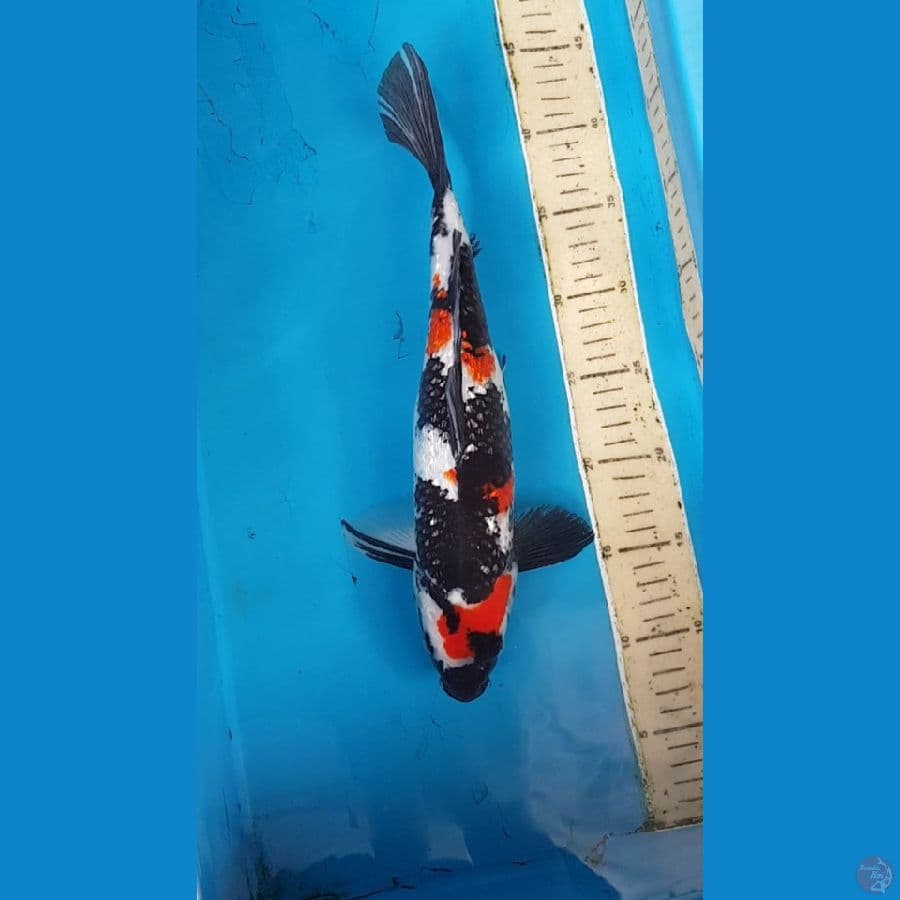 KINDAI SHOWA GINRIN 35 cm
