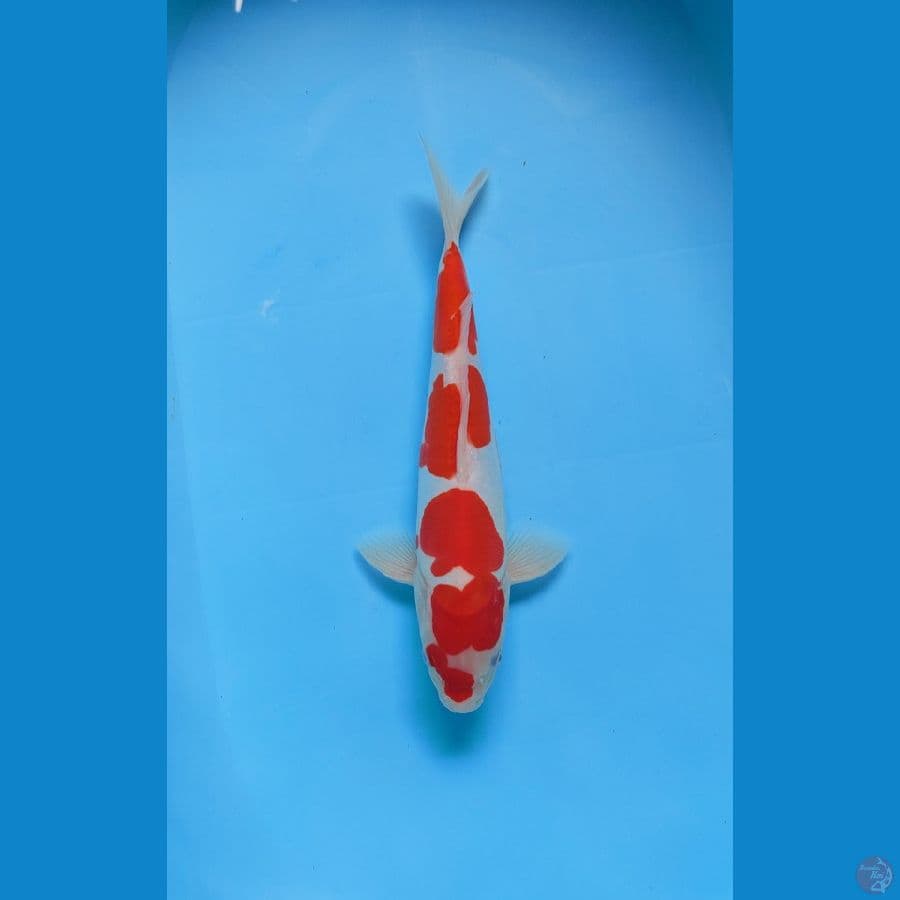 doitsu male 32 cm