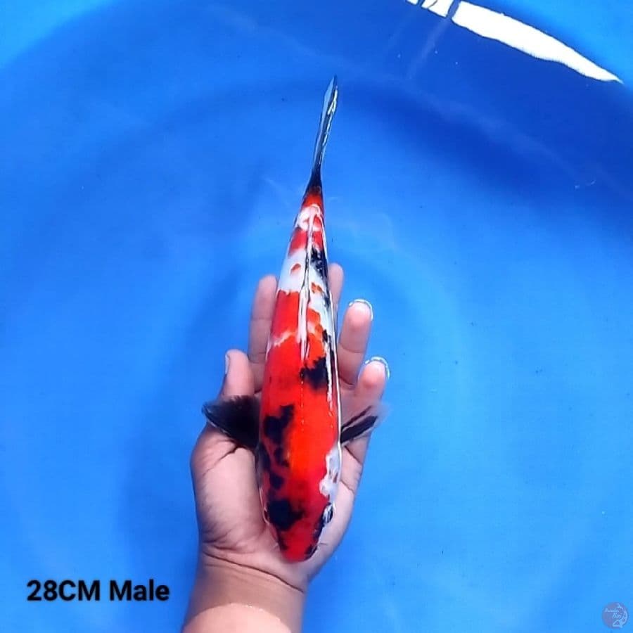 Showa Sanshoku 28CM Male