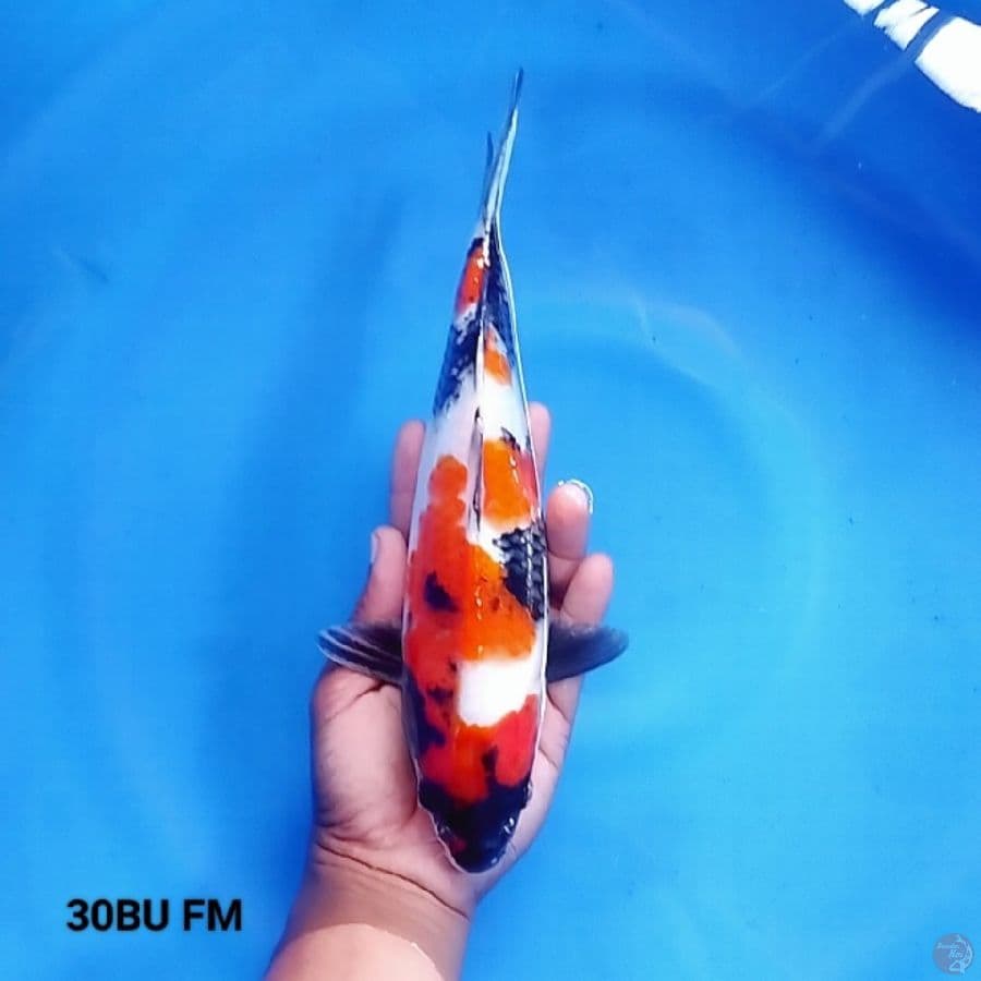Showa Sanshoku 30BU FM