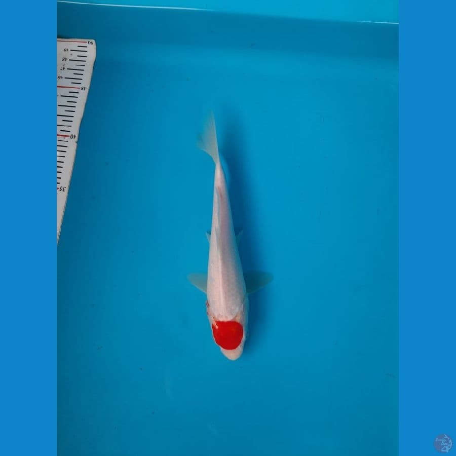 tanco kohaku