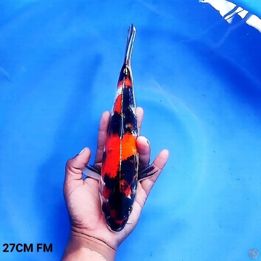 Showa Sanshoku 27CM FM