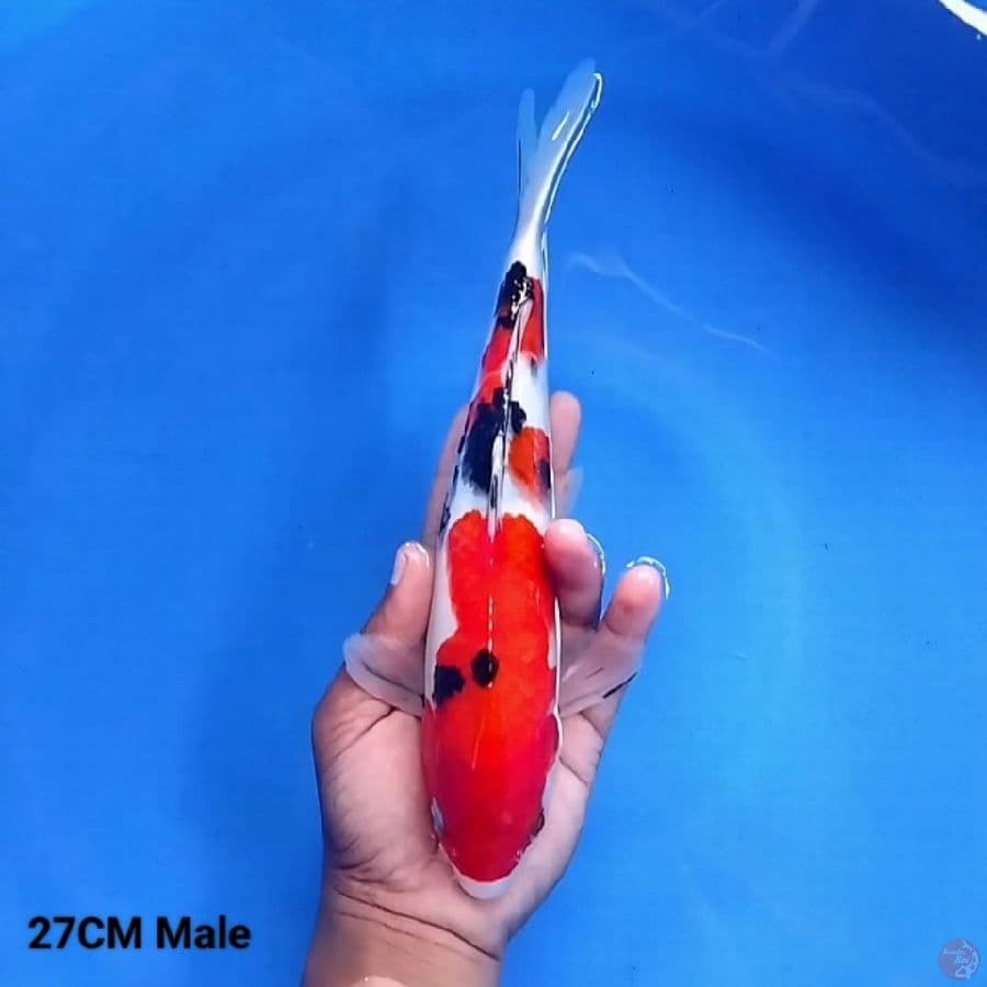 Sanke 27CM Male