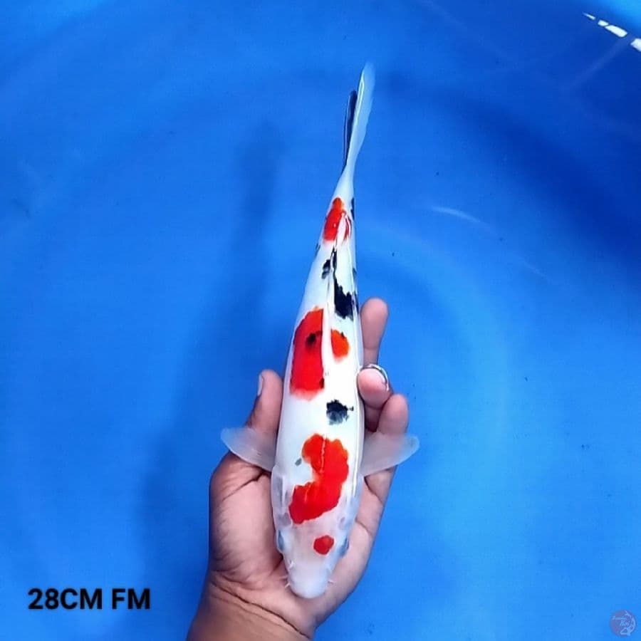 UniX Sanke 28CM FM