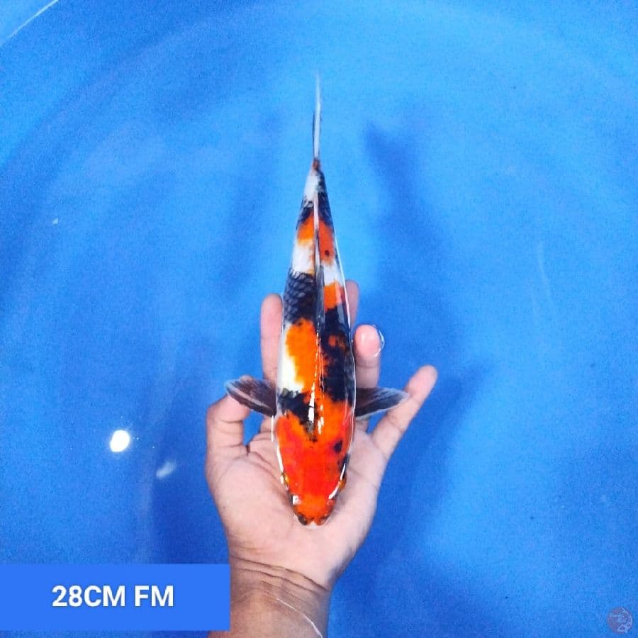 Showa Sanshoku 28CM FM