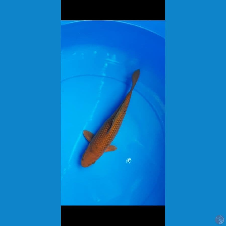 cagoi tembaga