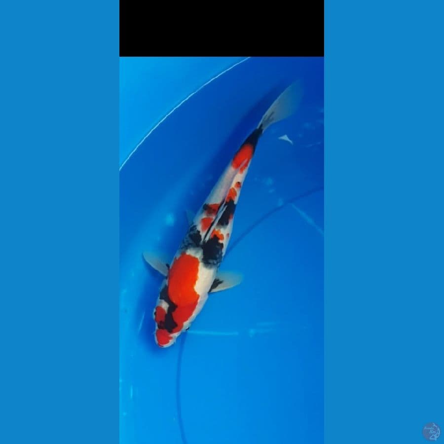 SHOWA