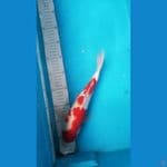 kohaku