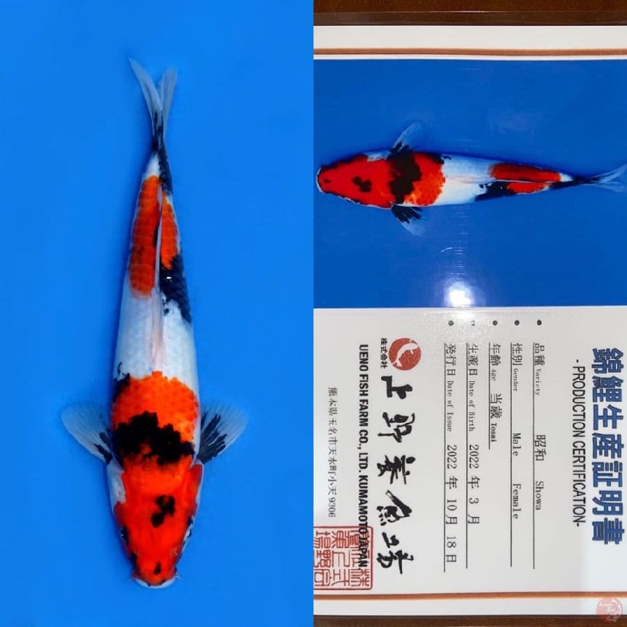 NIDAN SHOWA UENO 30CM