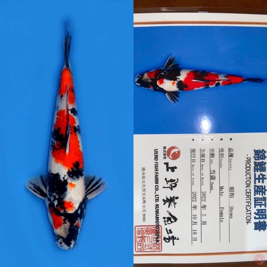 SHOWA UENO 30CM