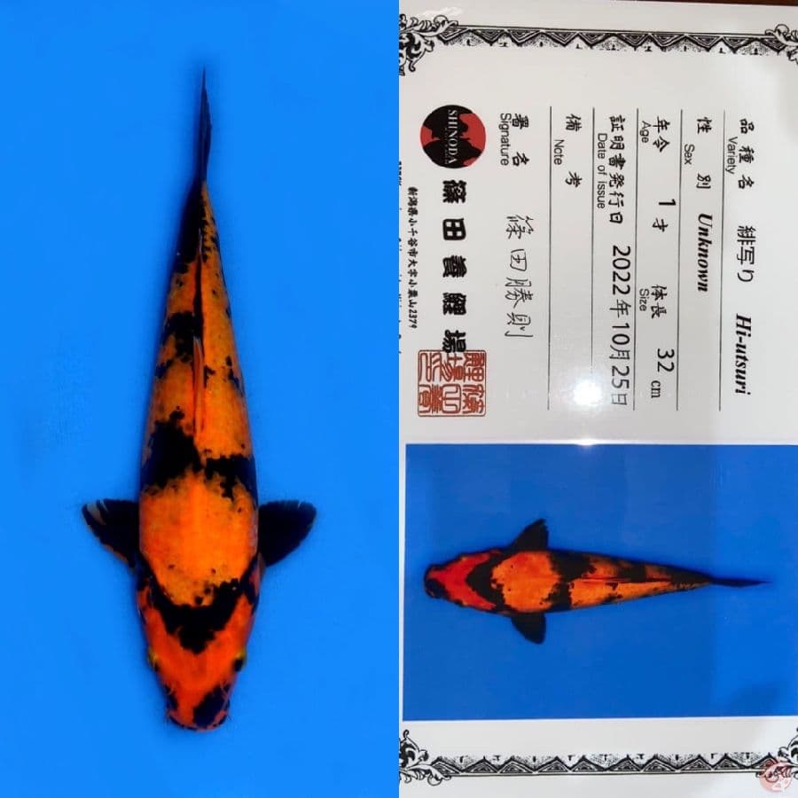 HI UTSURI SHINODA 32CM