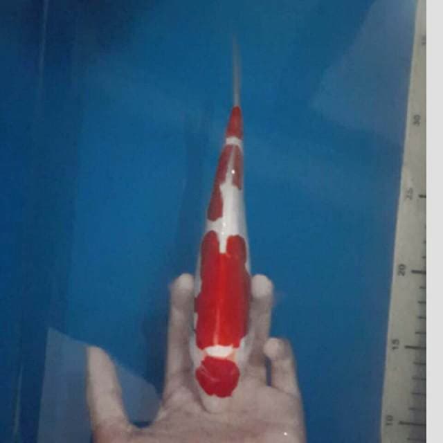 kohaku doot maruten merah jooos 25cm