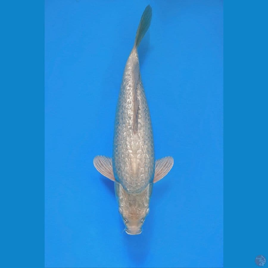super white SQ punuk 37cm 