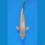 super white SQ punuk 37cm 