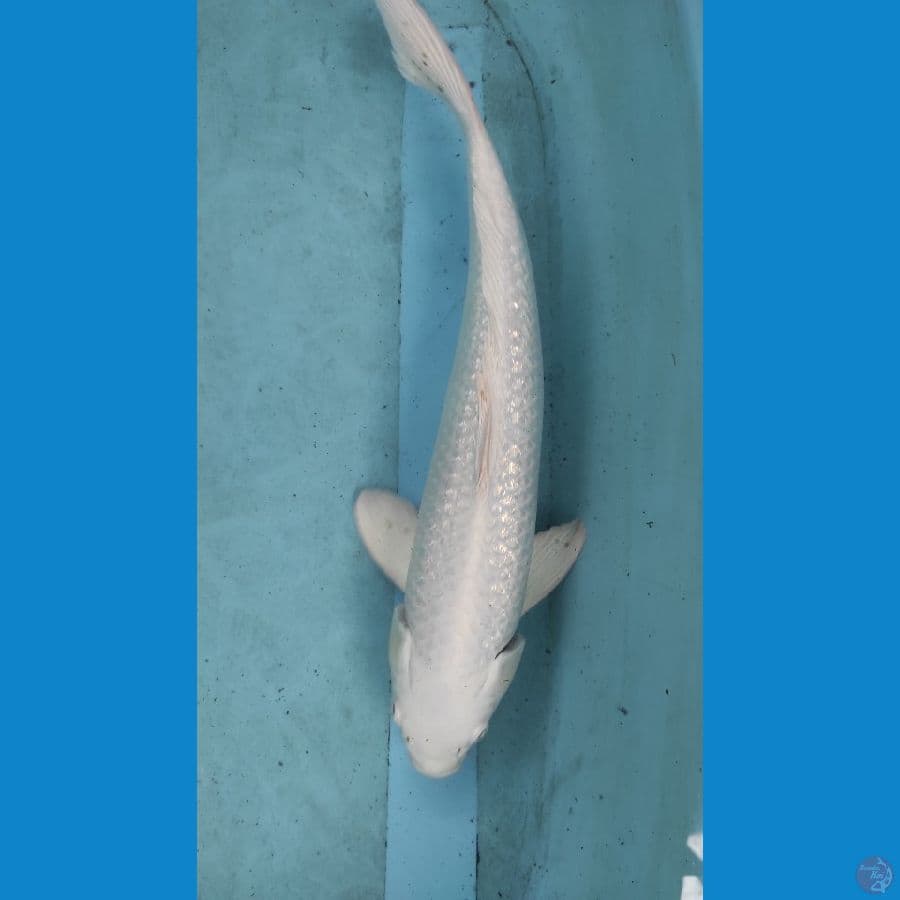 45 cm jantan