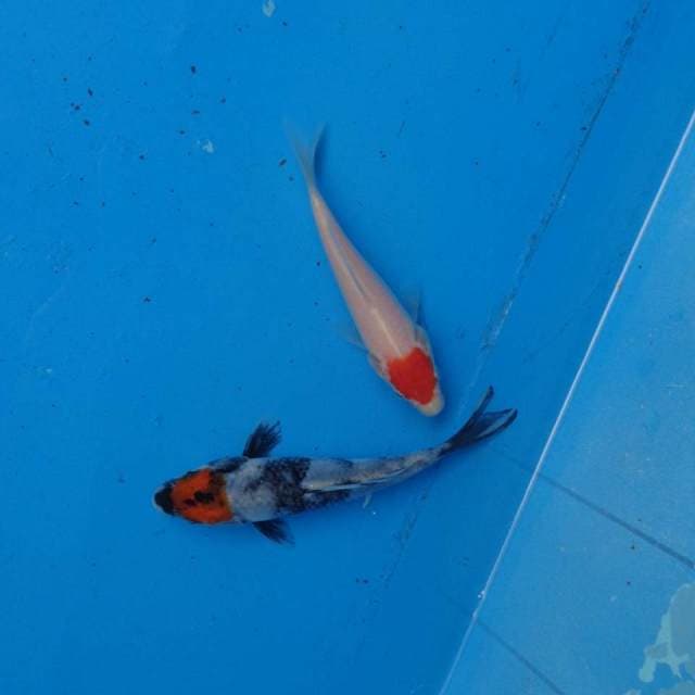 Duo Tancho Ori F1