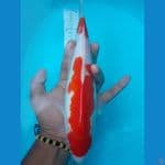 kohaku red strong