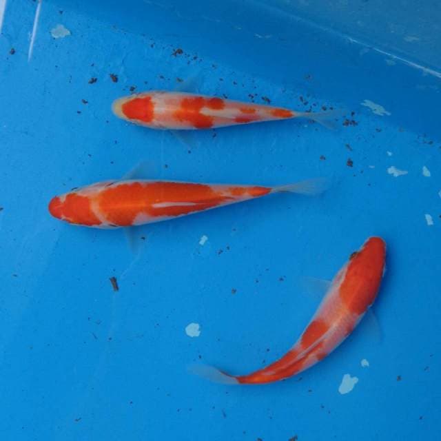 Mix Kohaku Ori F1