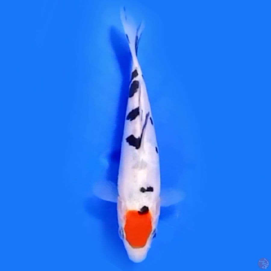 WHITE shining pure doitsu 17CM