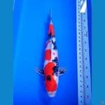 SHOWA SHANSOKU 51CM JANTAN 