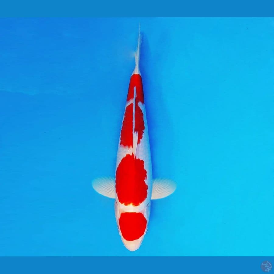 KATANA 3 ~ Maruten Kohaku Special 28 cm/male ™