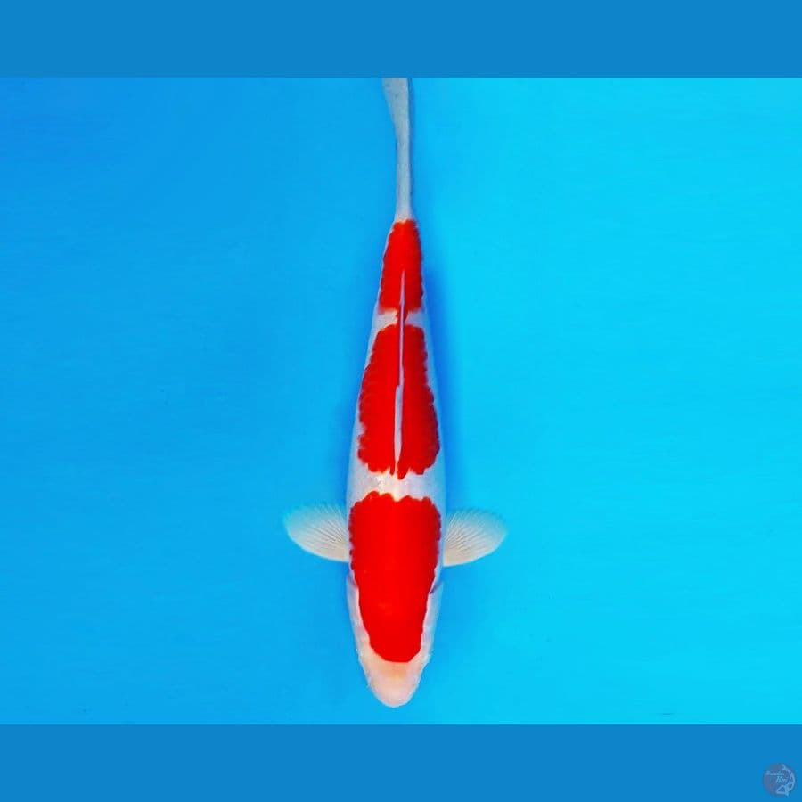 KATANA 8 ~ Kohaku Spc 26 cm/male ™