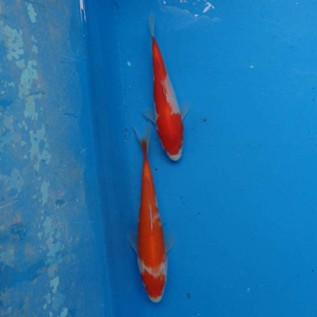 Duo Kohaku Ori F1