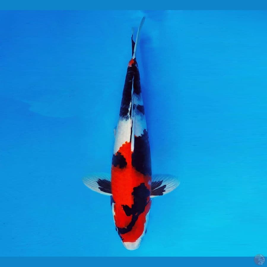 KATANA 13 ~ Showa Evo 36 cm/male ™